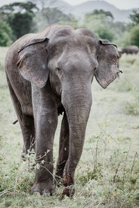 Portrait of elephant at field