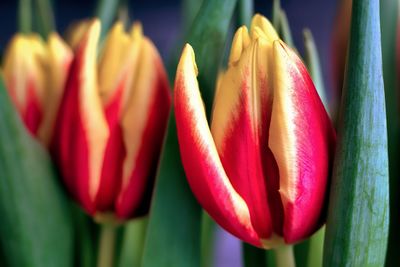 Close-up of red tulip