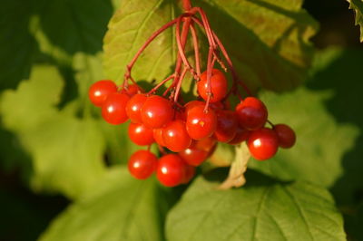 Close-up of cherries on tree