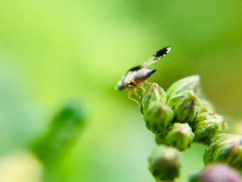 Close-up of insect on a flower