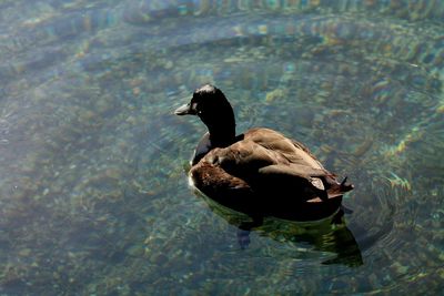 Bird in lake