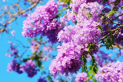 Close-up of pink cherry blossom