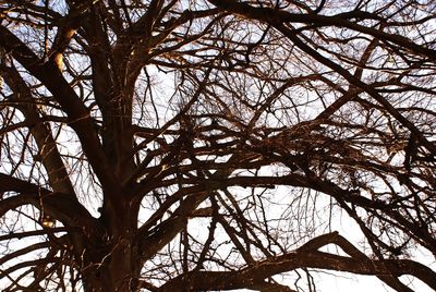 Low angle view of bare tree against sky