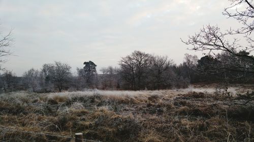 Trees growing in farm against sky