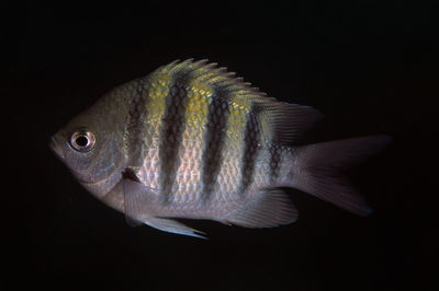 A sergeant major fish in the wild in roatan, honduras.