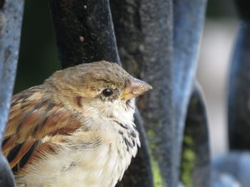 Close-up of bird