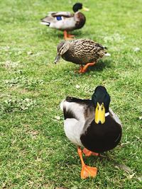 High angle view of duck on field