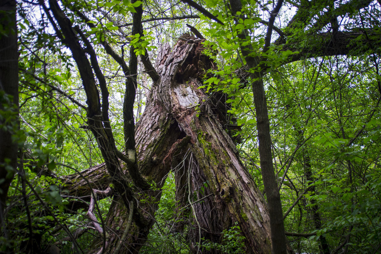 LOW ANGLE VIEW OF TREES