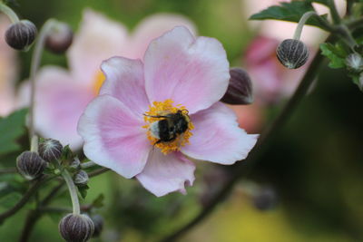 Close-up of bee pollinating on flower