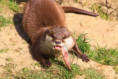 Close-up of a squirrel