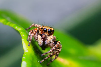 Close-up of spider on plant