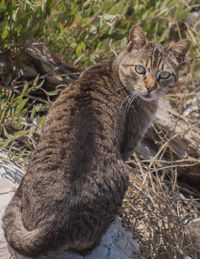 Close-up of cat on grass