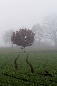 Tree on field against sky