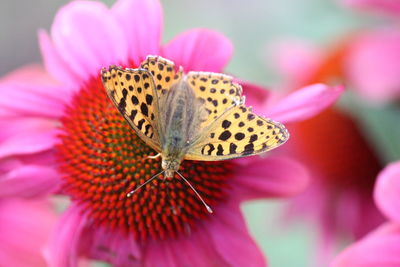 Close-up of butterfly pollinating on pink flower