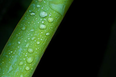 Close-up of raindrops on leaf