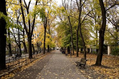 Walkway amidst trees in forest during autumn