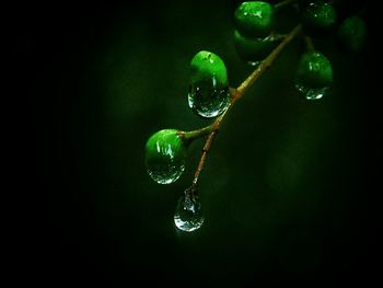 Close-up of water drops on leaf