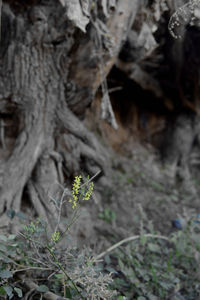 Butterfly on tree trunk in forest