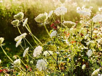 Close-up of flowering plants on field