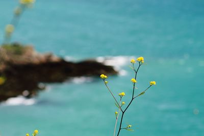 Close-up of yellow flowers