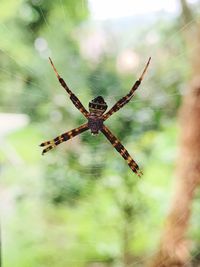 Close-up of spider on web