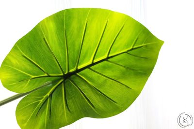 High angle view of green leaf on white background