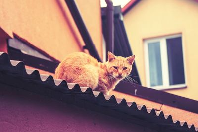 Portrait of a cat