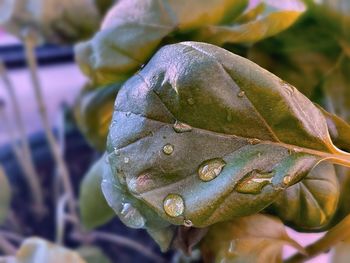 Close-up of raindrops on green leaves