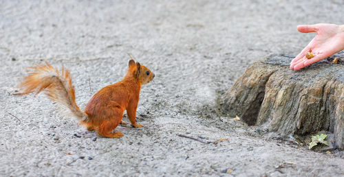 An agile red squirrel looks with curiosity at a treat offered by man in the form of nut in his hand.