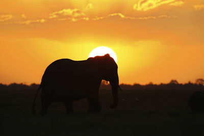 Silhouette of dog on landscape at sunset
