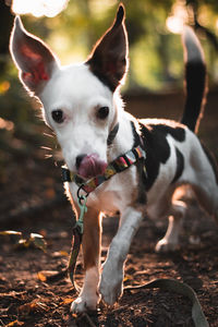 Portrait of dog walking on field