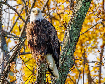 Bird perching on branch of tree