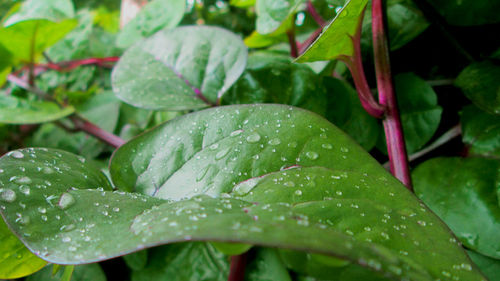 Close-up of wet plant leaves during rainy season