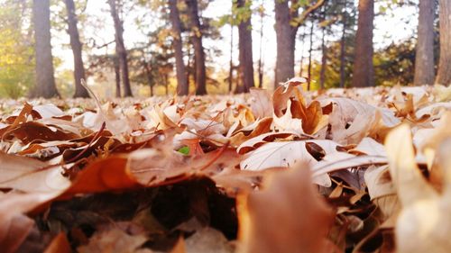 Close-up of fallen dry leaves against trees during autumn