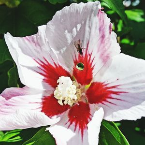 Close-up of pink hibiscus flower