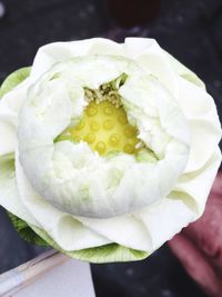 Close-up of white rose