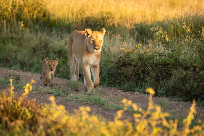 Lioness and cub walk along gravel track