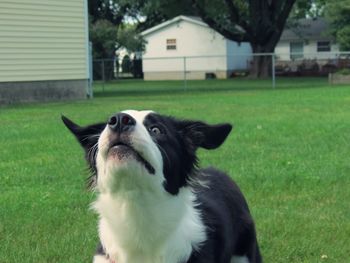 Close-up of dog on grass