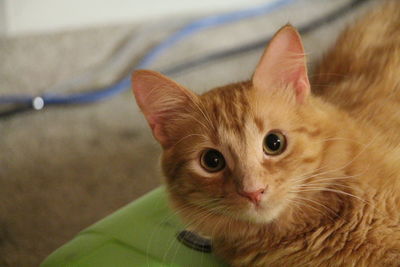 Portrait of tabby relaxing on luggage at home