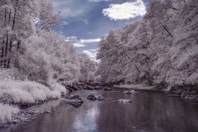 Scenic view of lake by trees against sky