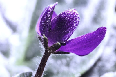 Close-up of purple flower head