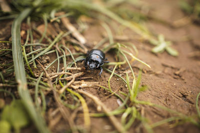 Close-up of insect on land