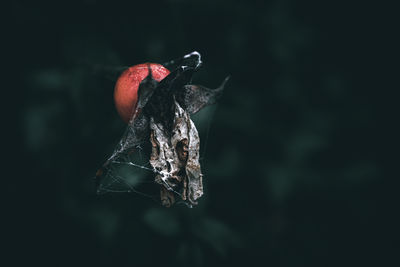 A close up of a rosehip with dry rose petals after rain