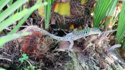 High angle view of snake on field