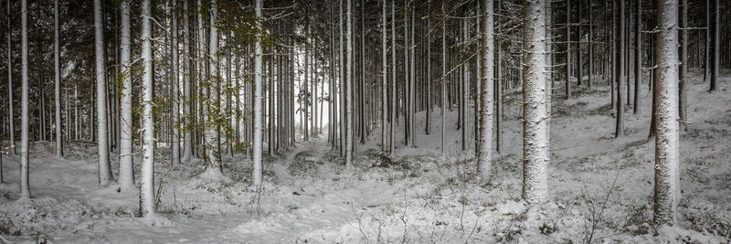 Trees in forest during winter