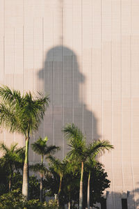 View of palm trees with building in background