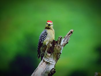 Woodpecker on wood