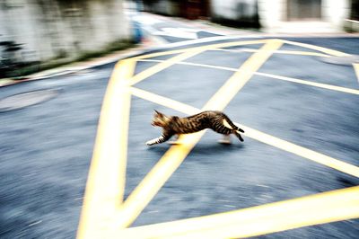Close-up of lizard running on road