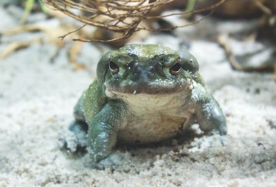 Close-up of turtle in water