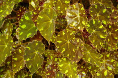 Close-up of spider web on plant